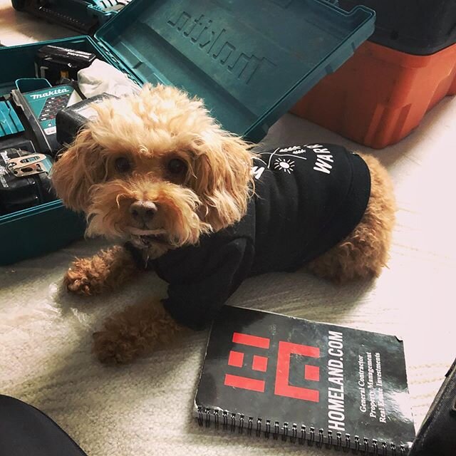 Starting the new year with a new assistant!! @simbajeffrey &bull;
&bull;
#homeland #denverconstruction #projectmanagement #propertymanagement #remodel #dogsthatwork #workingdog