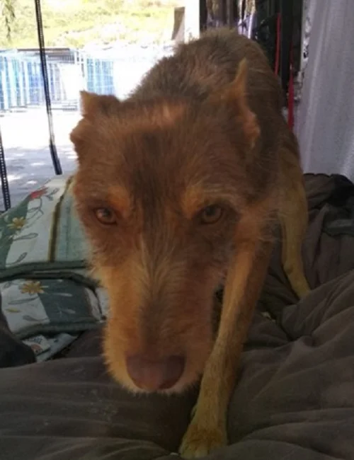 Miel2.jpg
