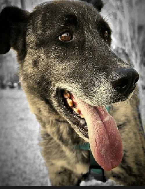Lobo.jpg