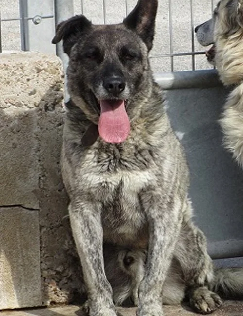 Lobo4.jpg