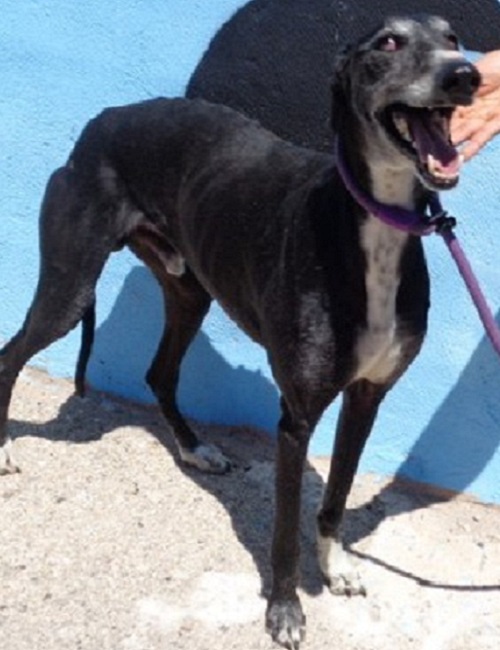 Golfo2.jpg