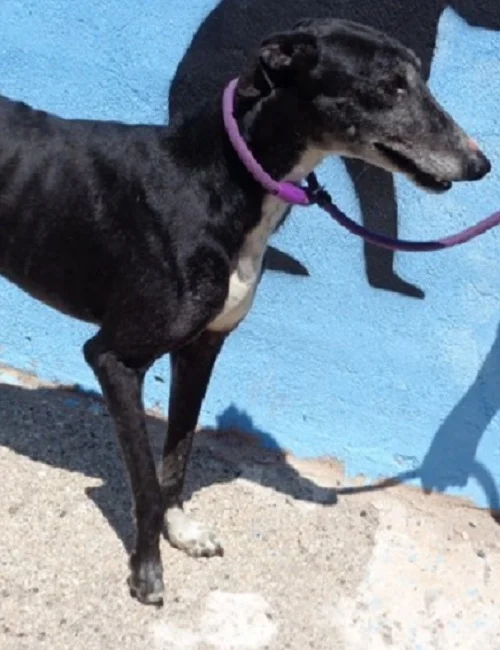 Golfo5.jpg
