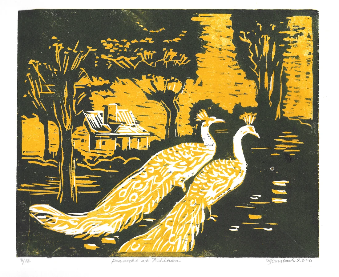 Peacocks at Ashlawn