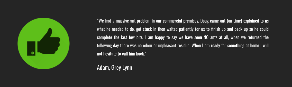 Direct Pest Testimonial - Adam, Grey Lynn.png
