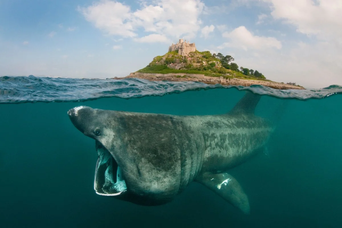 cornwallshark.jpg