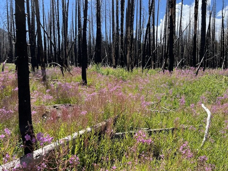 Life after fire: From flames to flora, new life buds in wildfire scars 