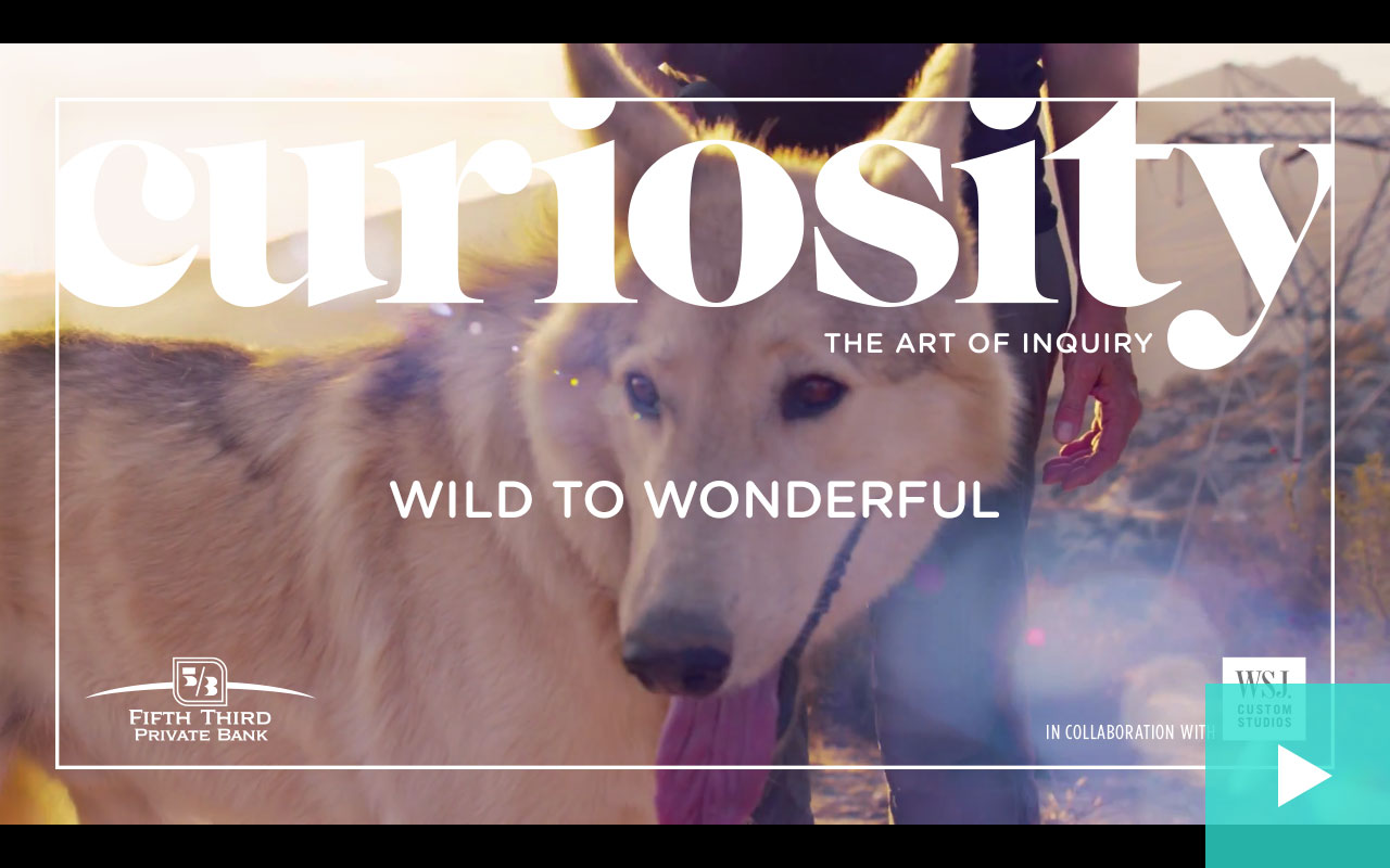 From-Wild-To-Wonderful(PlayButton).jpg