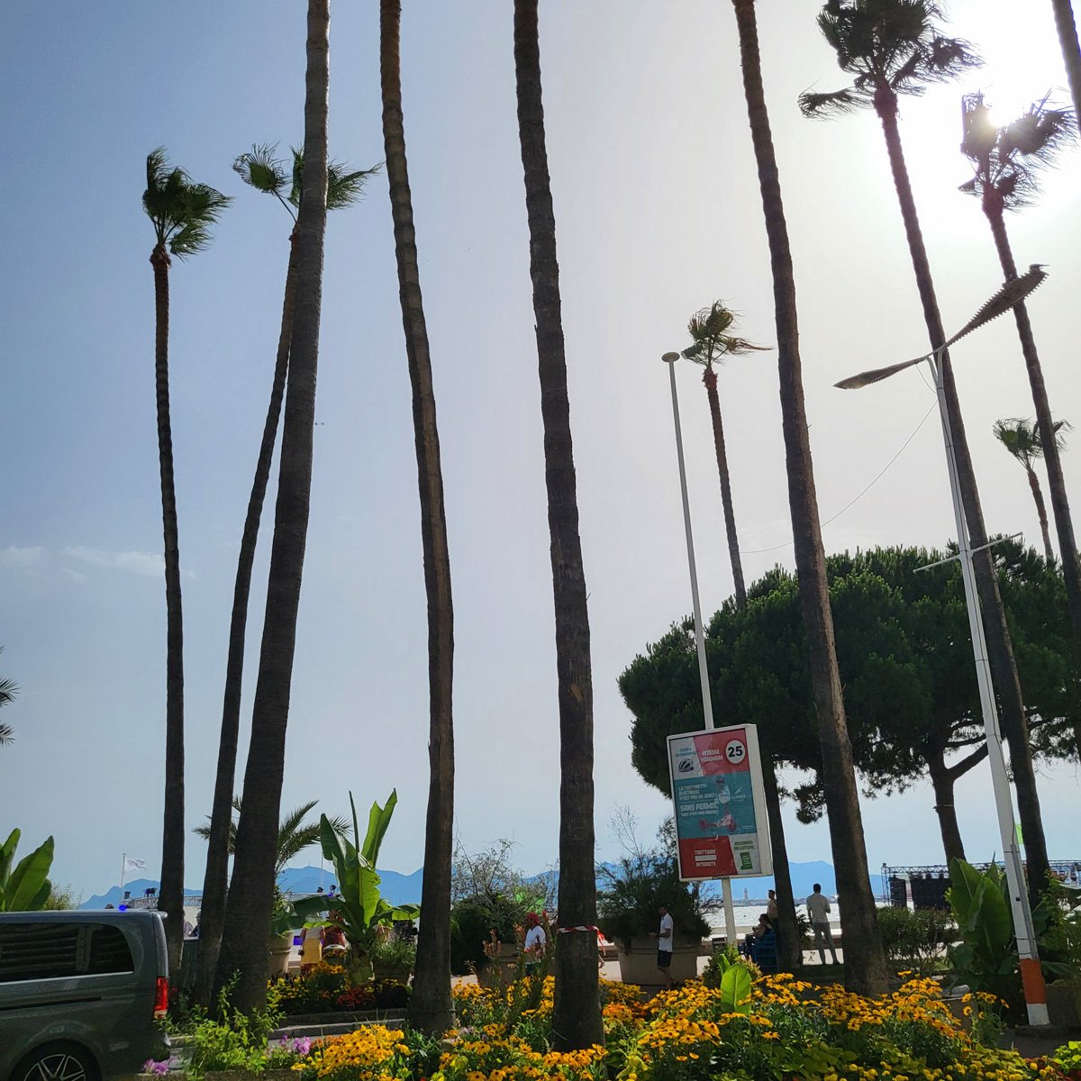 Promenade-Croisette-Palm-Trees-Cannes-Lions-2022-Creative-by-Collective-20220620_174356.jpg
