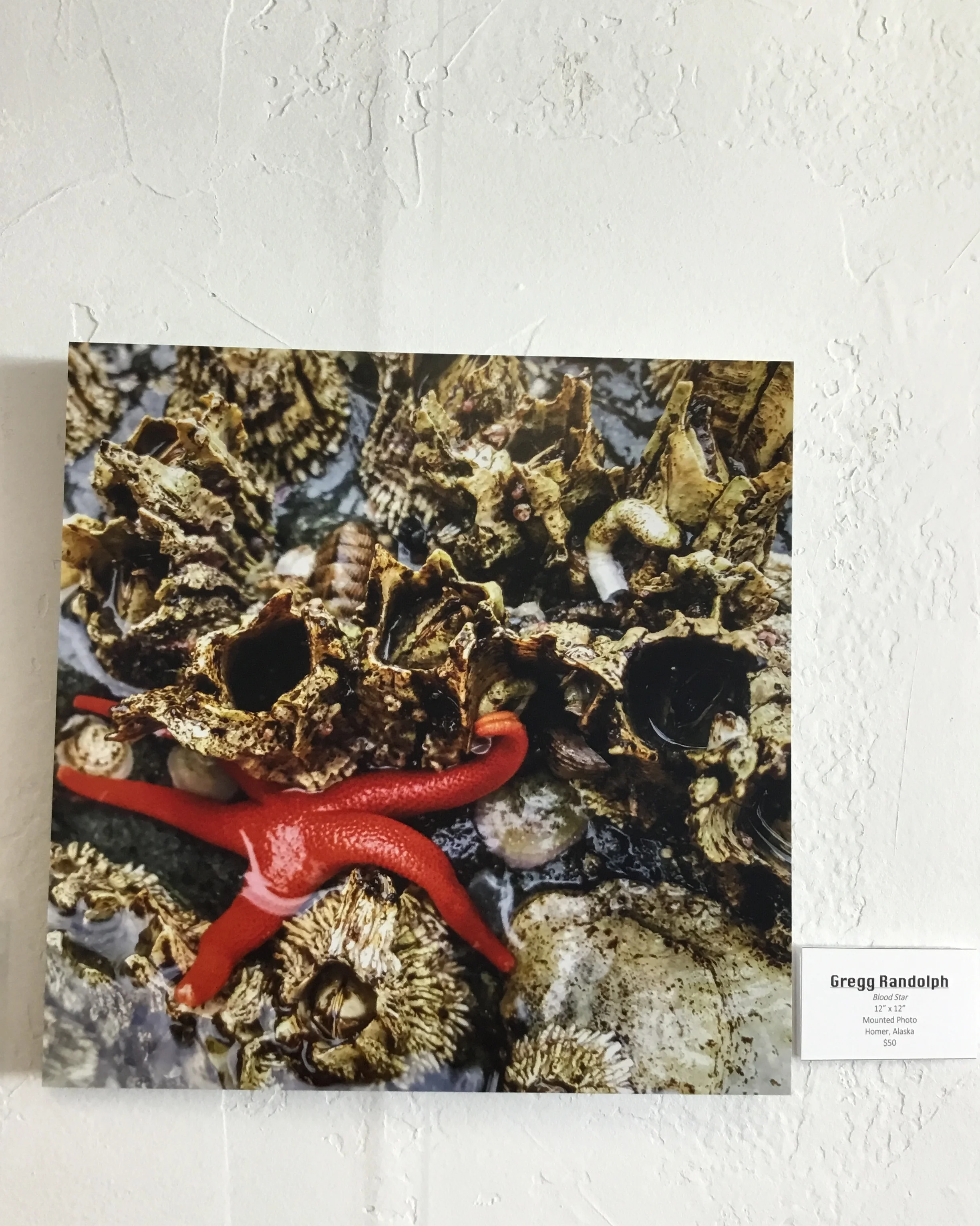 ‘Blood Star’. Gregg Randolph. Small Worlds Exhibit