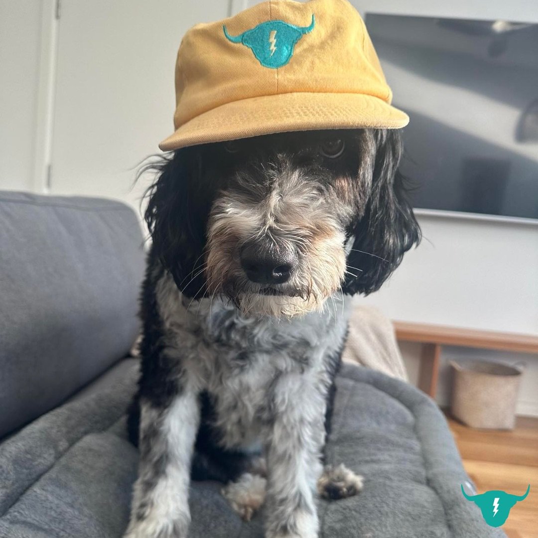 Happy (belated) International Dog Day to some of our favourite site dogs 🐶 

No matter how busy Team Yak is, we always have time for a pat 💚
