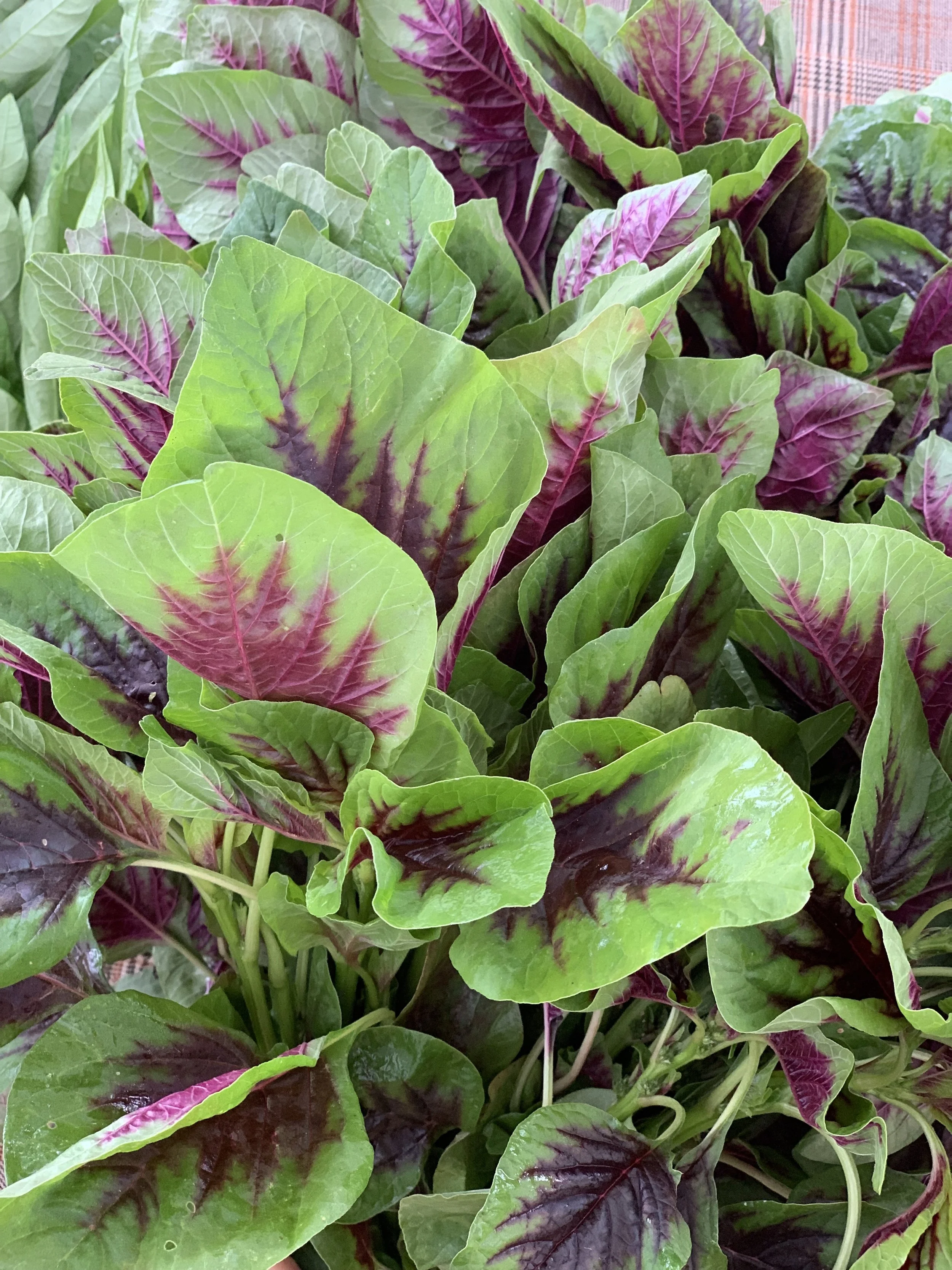 Why Magnesium is integral to your health