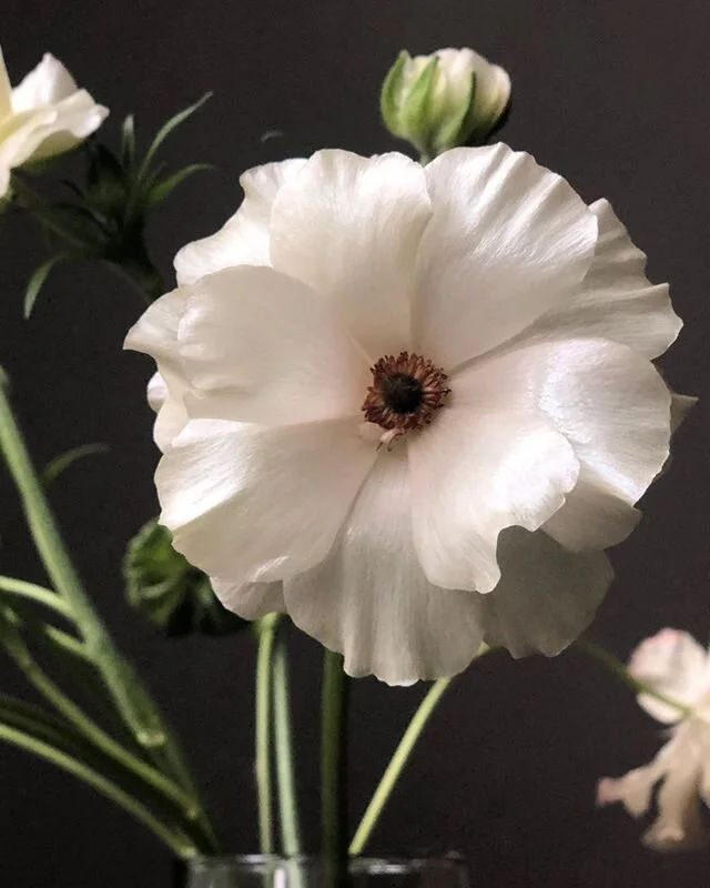 Ranunculus Butterfly &lsquo;Ariadne&rsquo;

#butterflyranunculus