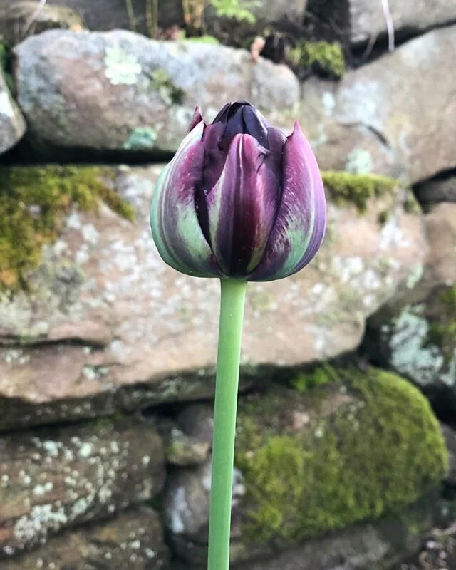 Got spring on my mind...
Tulipa &lsquo;Black Beauty&rsquo;

#vanengelen 
#bulbplantingtime 
#floraldesigner
#whatsinyourgarden