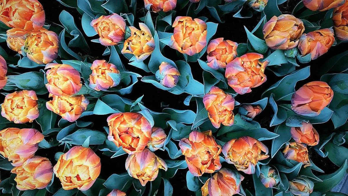 Tulips at Keukenhof in South Holland Courtesy of Tyler Puckett