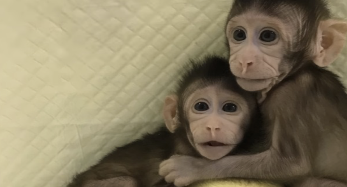 Worries arise following successful monkey cloning by Chinese scientists