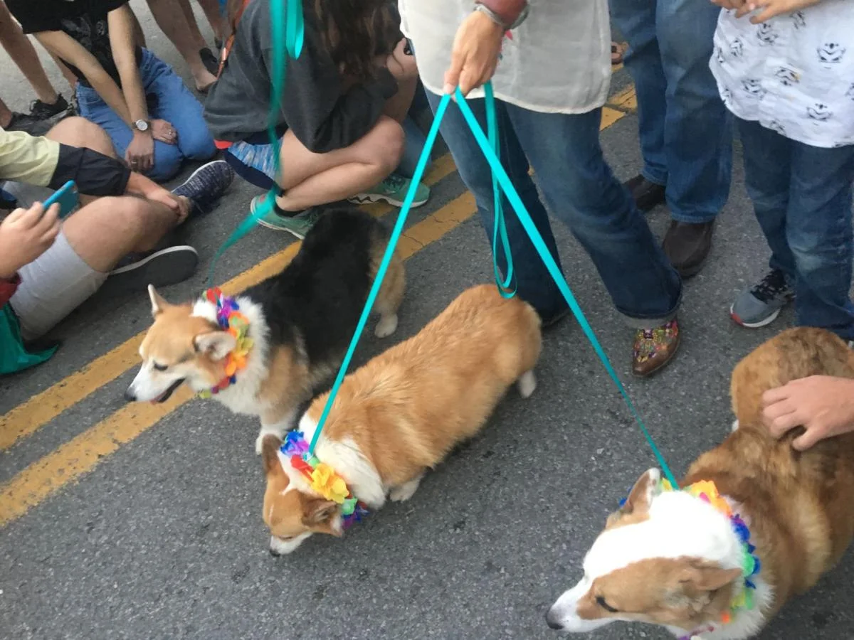 Corgis marched down the street to the tune of oohs and aws from the large crowd that gathered. Kenzie Holton/ Lee Clarion