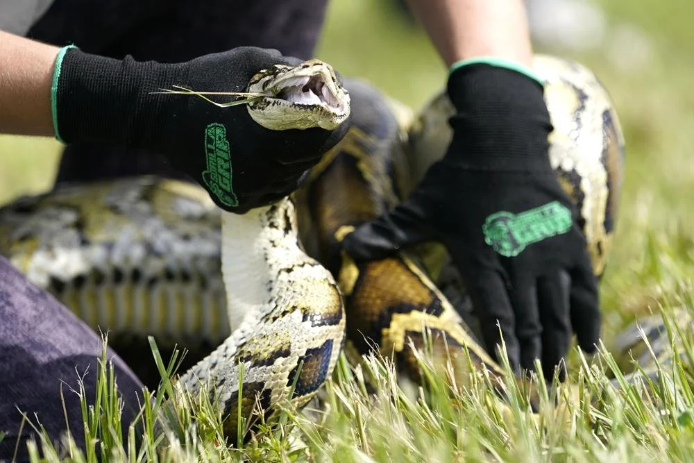 Florida teen captures 28 Burmese pythons, gets top prize