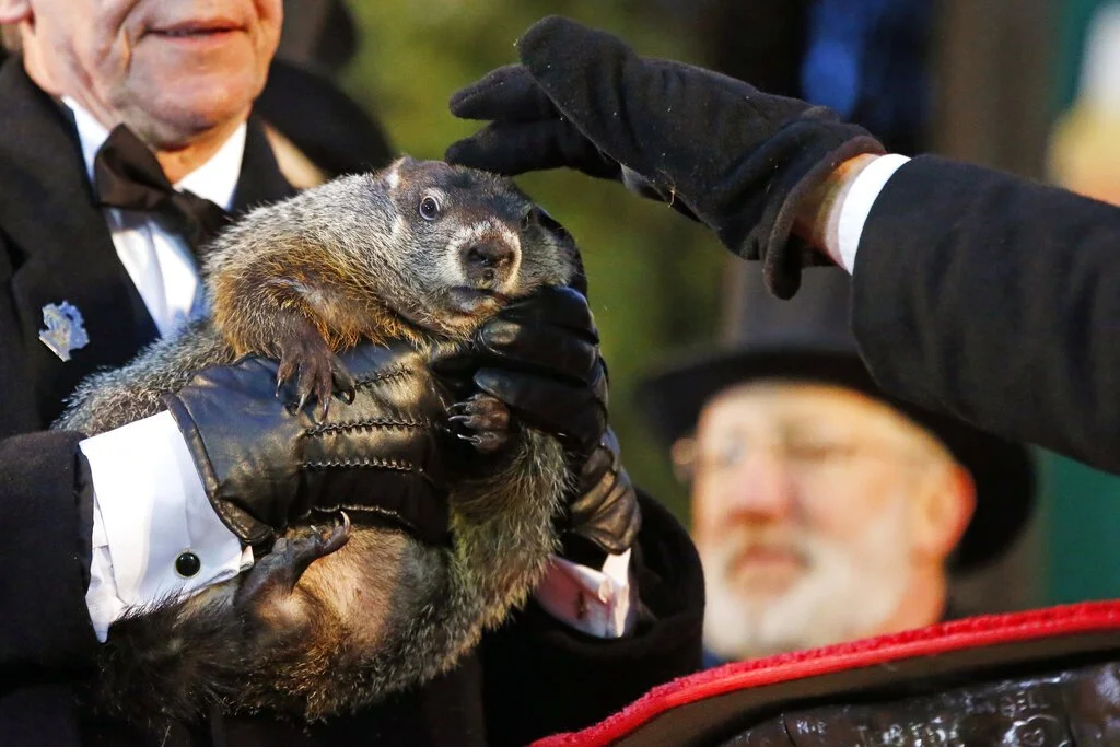 Groundhogs are lousy forecasters but valuable animal engineers – and an important food source