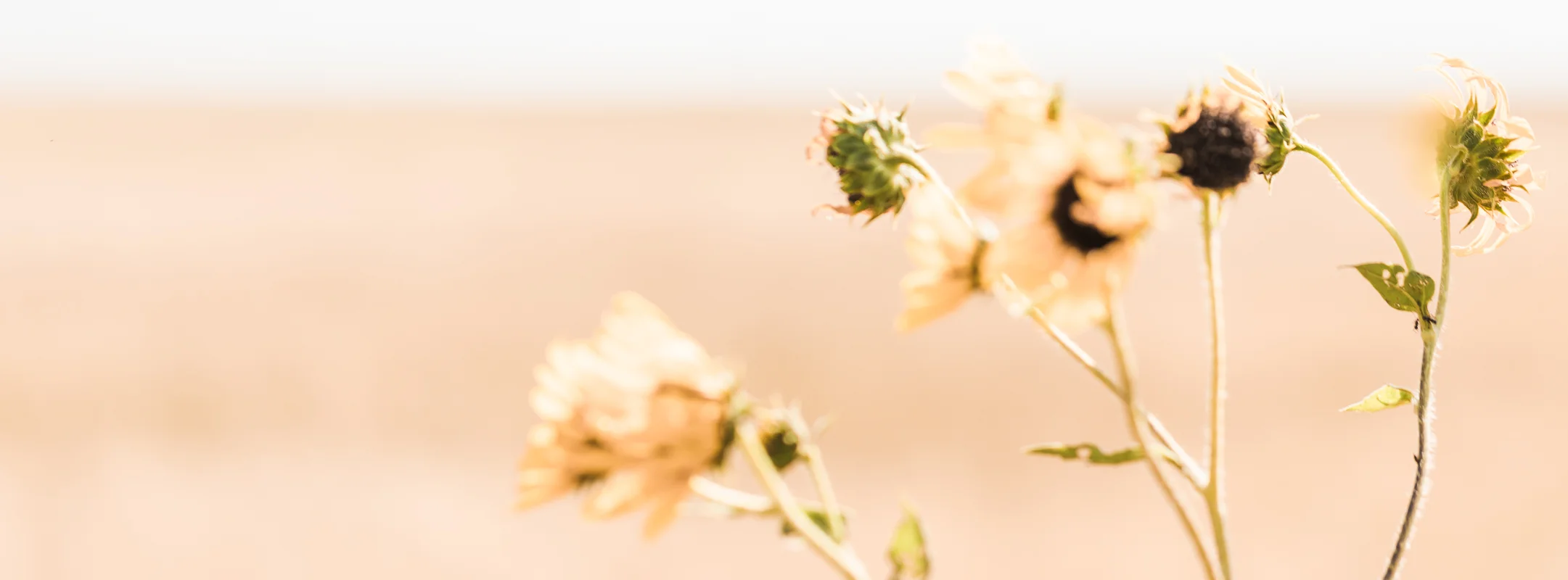 Photography &amp; digital art courses by Andrea Dixon