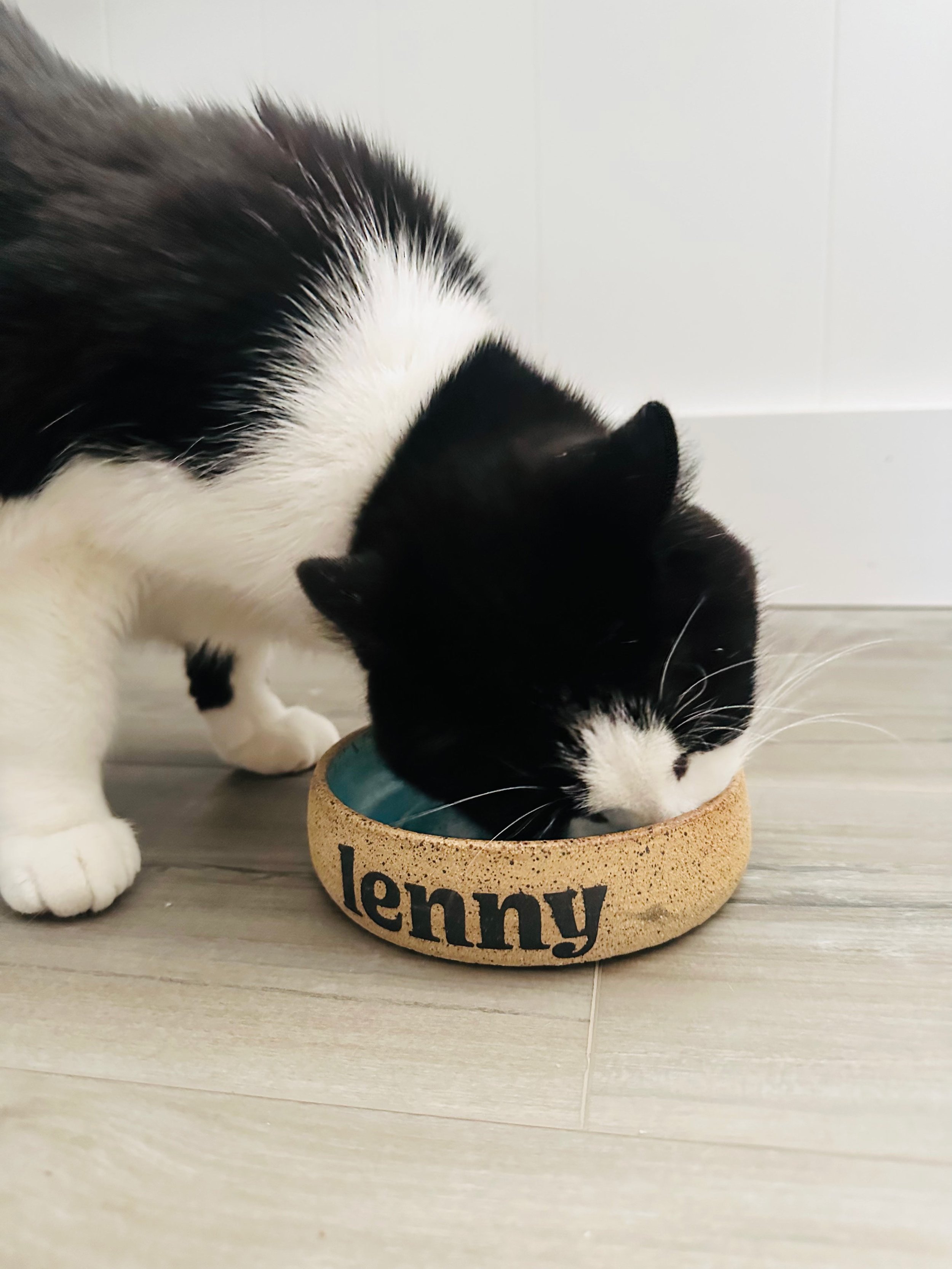 Black-and-white-cat-eatting-from-custom-cat-dish.jpg