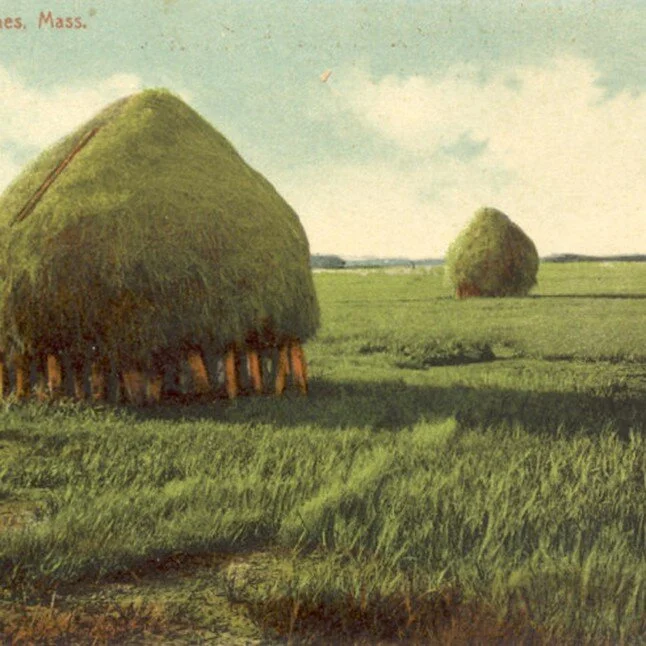 store-the great marsh.jpeg