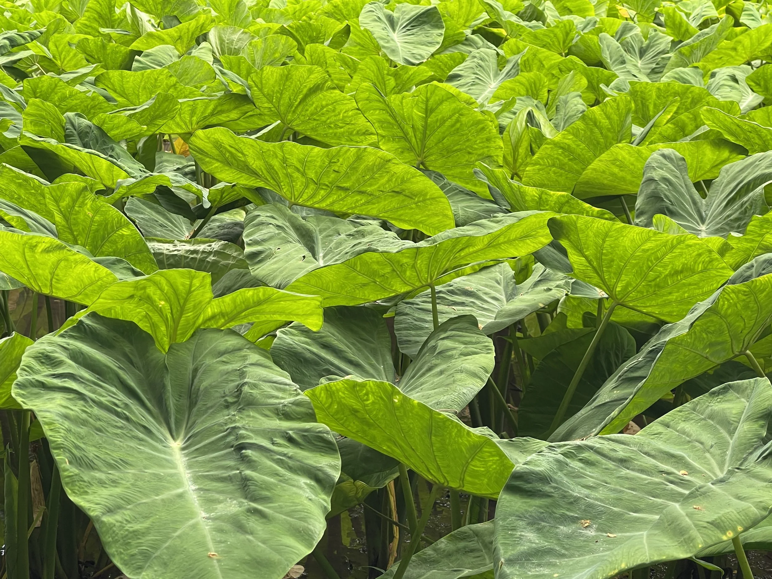 Kōkua Hakipuʻu Community Workday