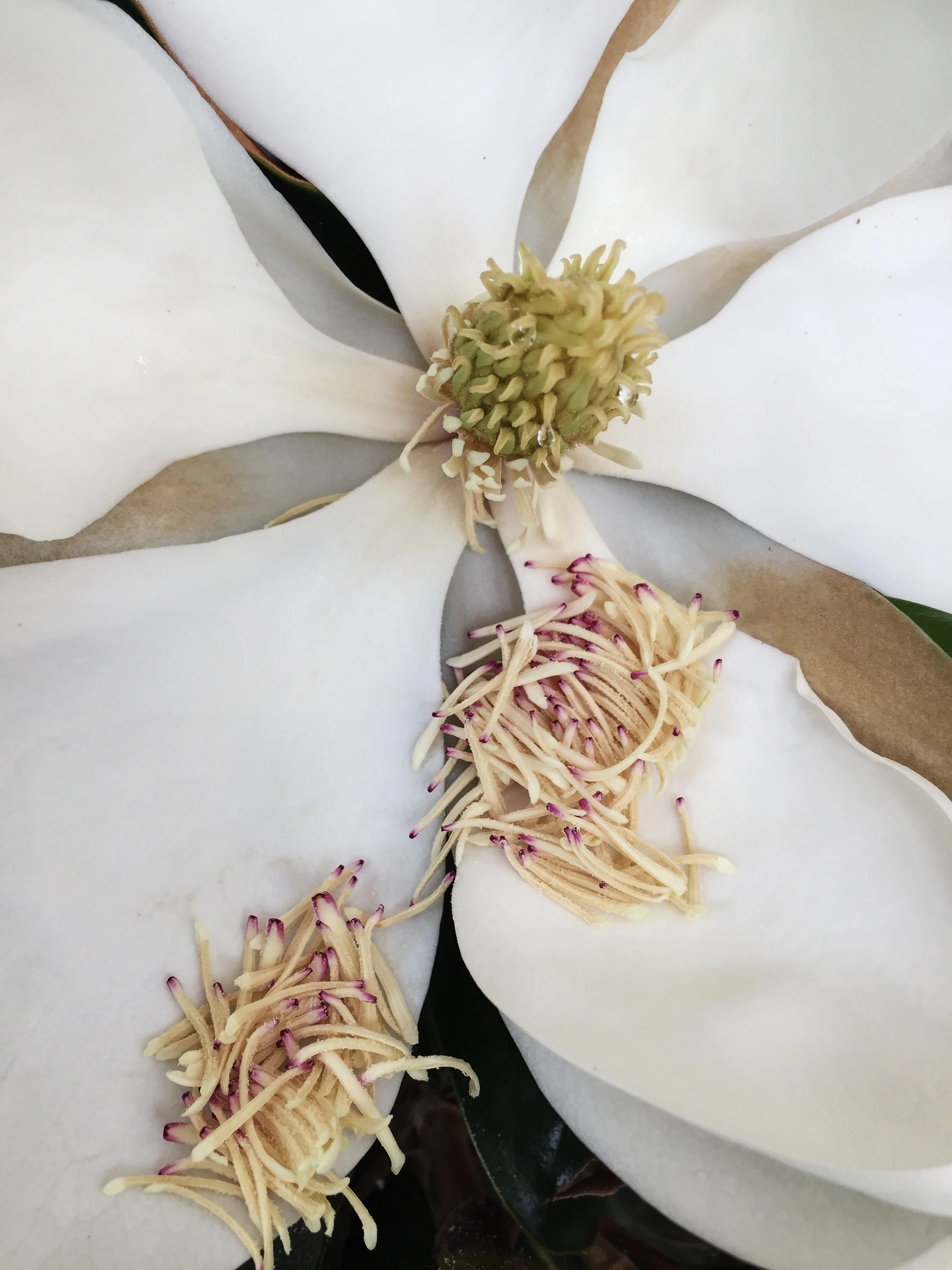 Ayurvedic Cooking and Thoughts on Balance 