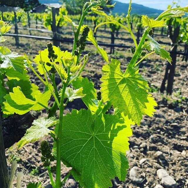 Baby Grenache!!