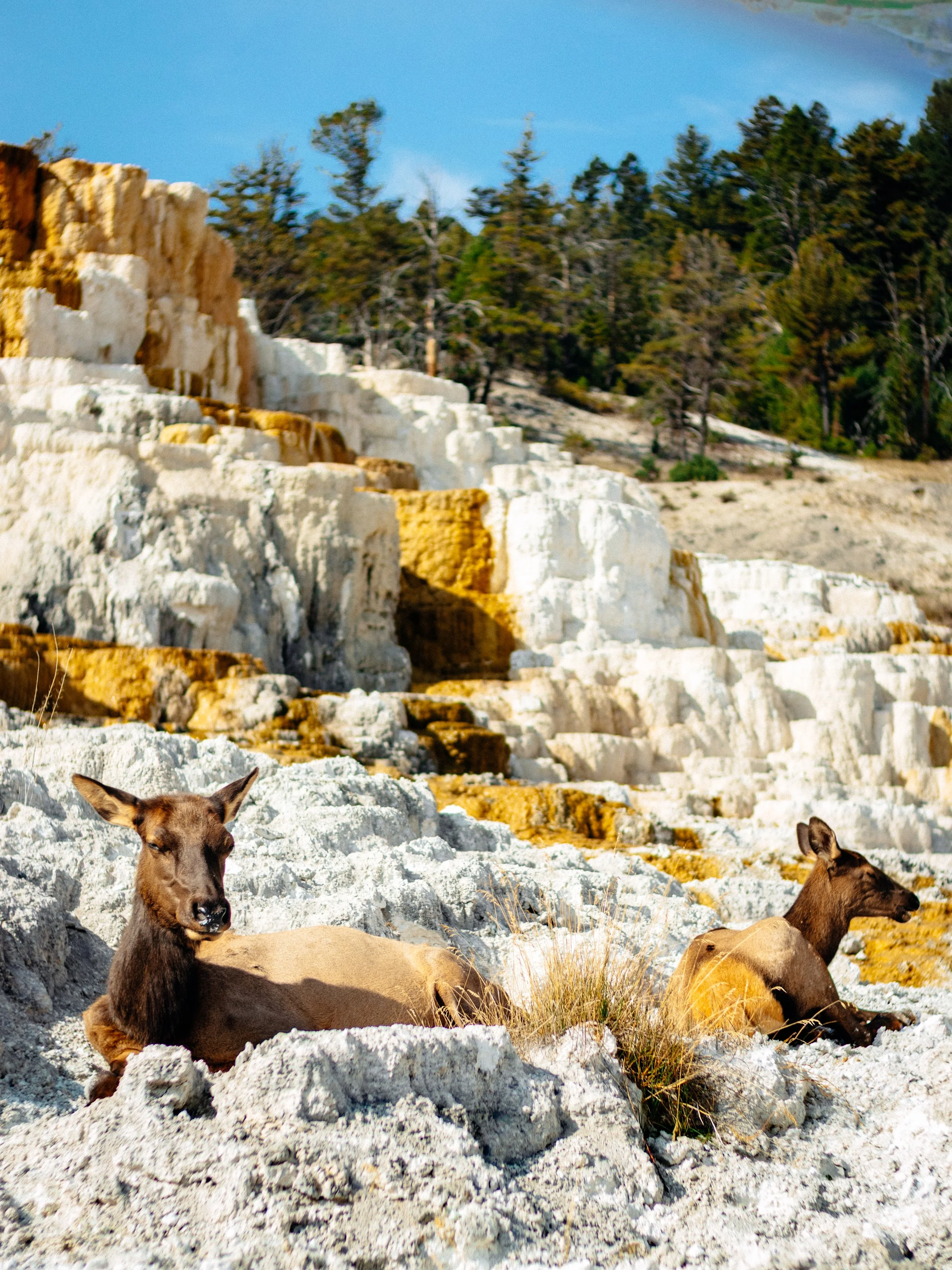 Yellowstone National Park