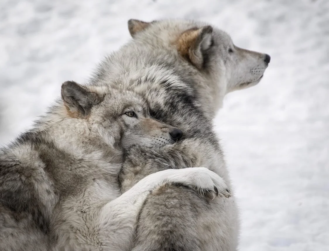Communication through Co-Regulation

We can create clarity for others of our internal process, so that others may see and know the why   Bridging meaning between our internal experiences, and another&rsquo;s understanding 

We can share skills with o