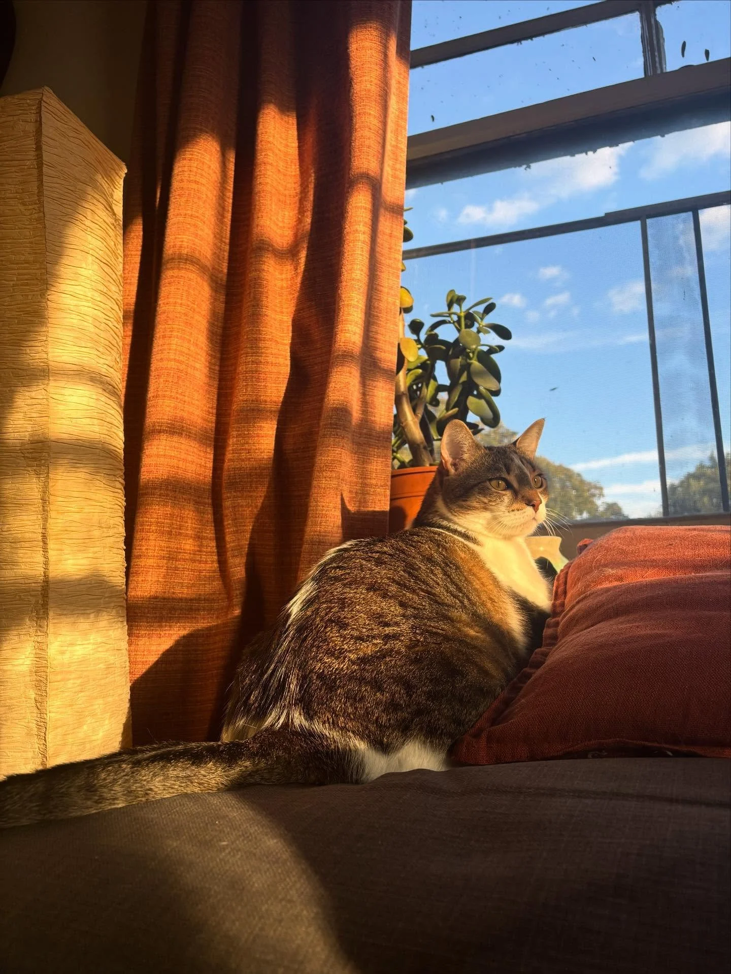 The real reason I&rsquo;m ever late to work&hellip;

#shrimpann #soulcat #catsofinstagram