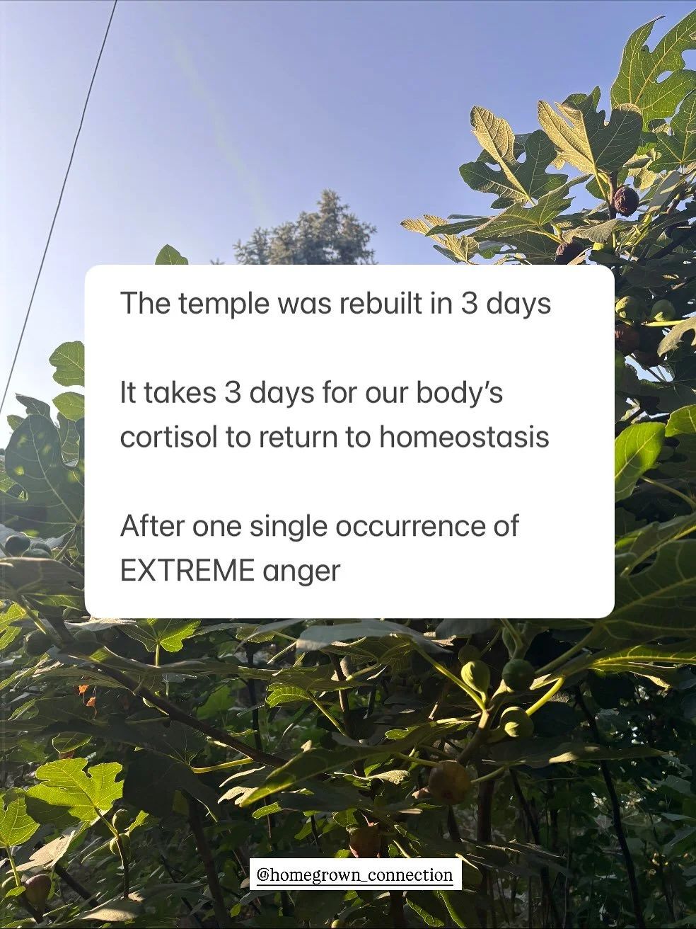 I love symbolism and story

When Jesus rebuilt &ldquo;the temple&rdquo; in 3 days it was more than just a building

It was the temple of the body

The temple was rebuilt in 3 days

It takes 3 days for our body&rsquo;s cortisol to return to homeostasi