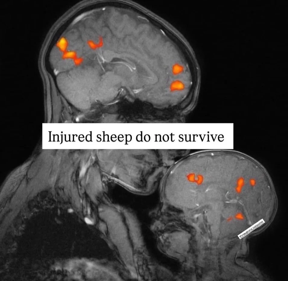 Injured sheep do not survive

&ldquo;Spare the rod and spoil the child,&rdquo; is a highly misunderstood and misused phrase, that has nothing to do with punishment

Sheep herders were not hitting the sheep with the rod

They used it to guide the dire