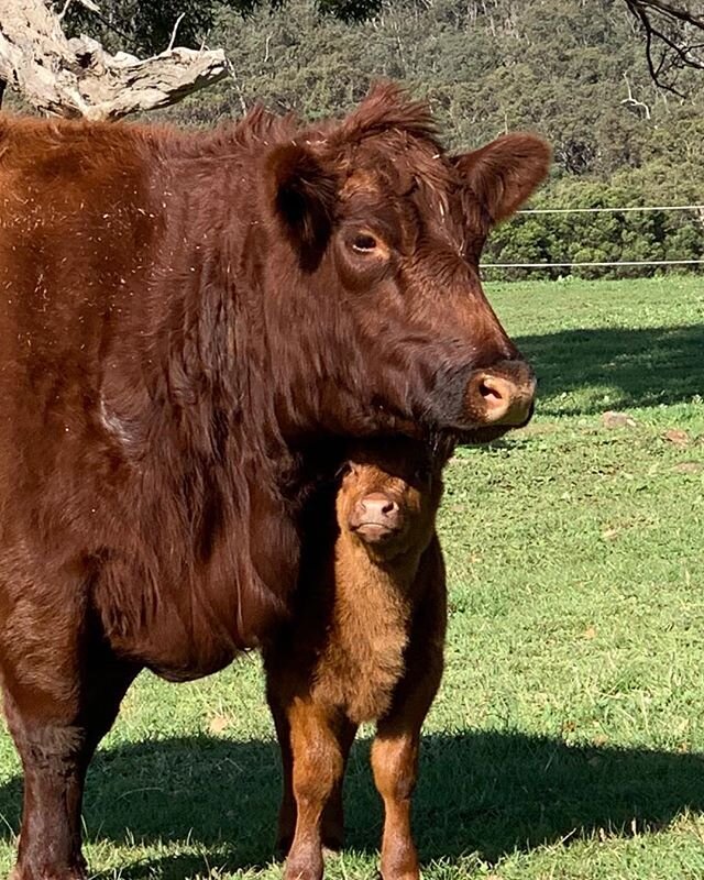 Feelin&rsquo; the love #redangus #beefcattle #my farm #new calf #red #cattledrive