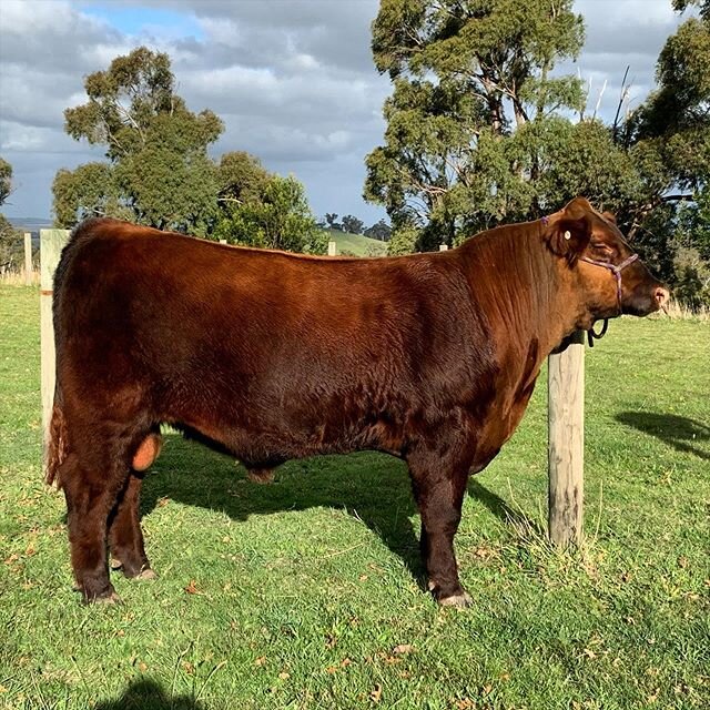 Mt Charlie MidSumma Knight MCFQ4 sired by Red Wilbur Longitude 646Y selling at Red Angus Australia National Sale 1 July #redangusaustralia #redanguscattle #beefcattle #studcattle #studbeef #studbull