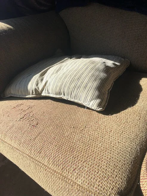 Lessons from Dogs: Soak Up the Sun