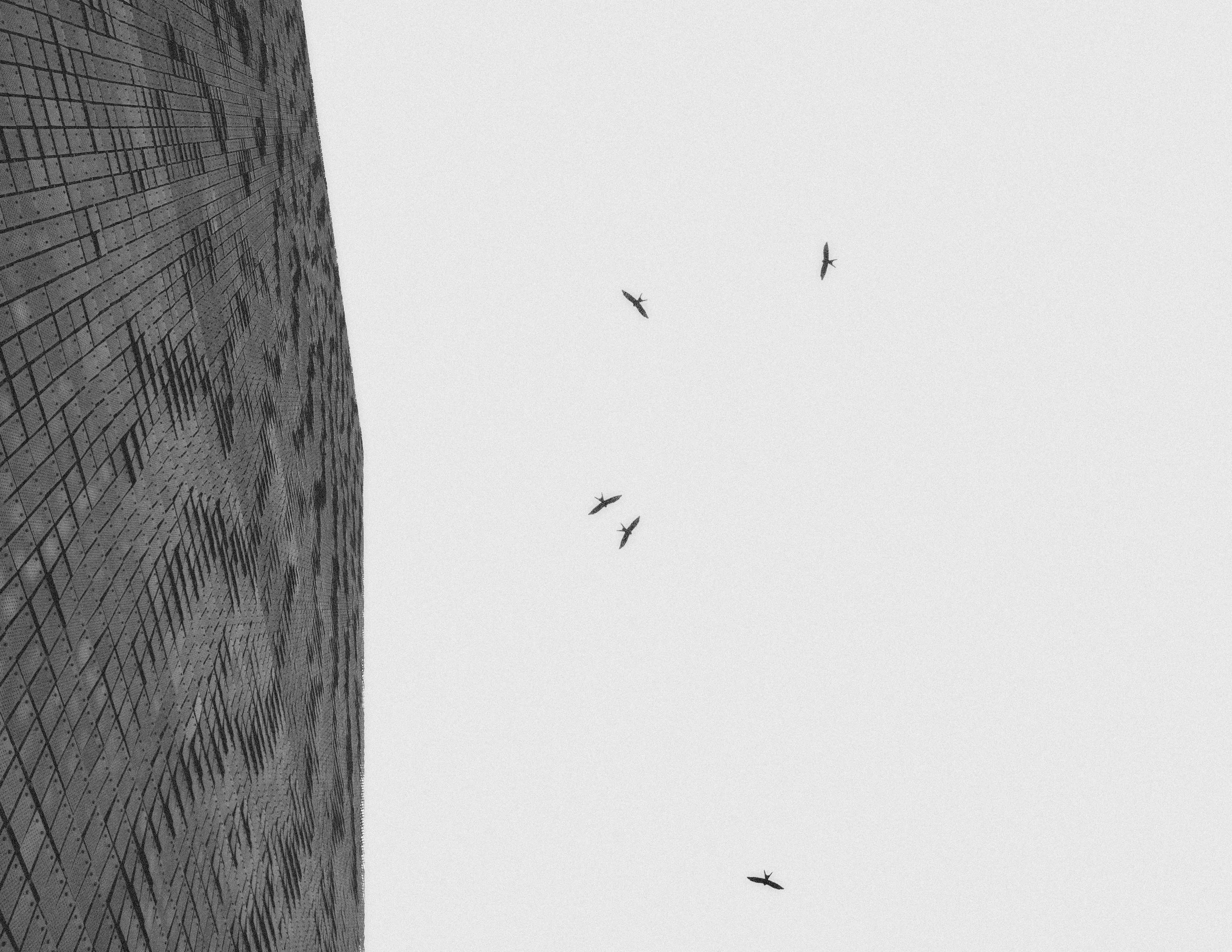 CoverBird.jpg