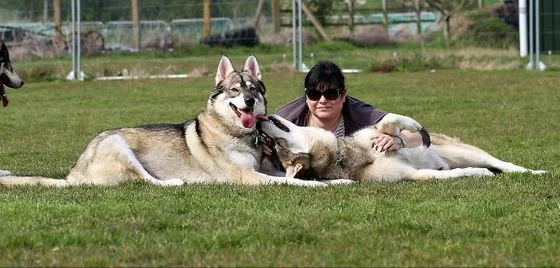 Siberian Husky Black Tamaskan Dog Dark Tamaskan Dog Wolf Portrait