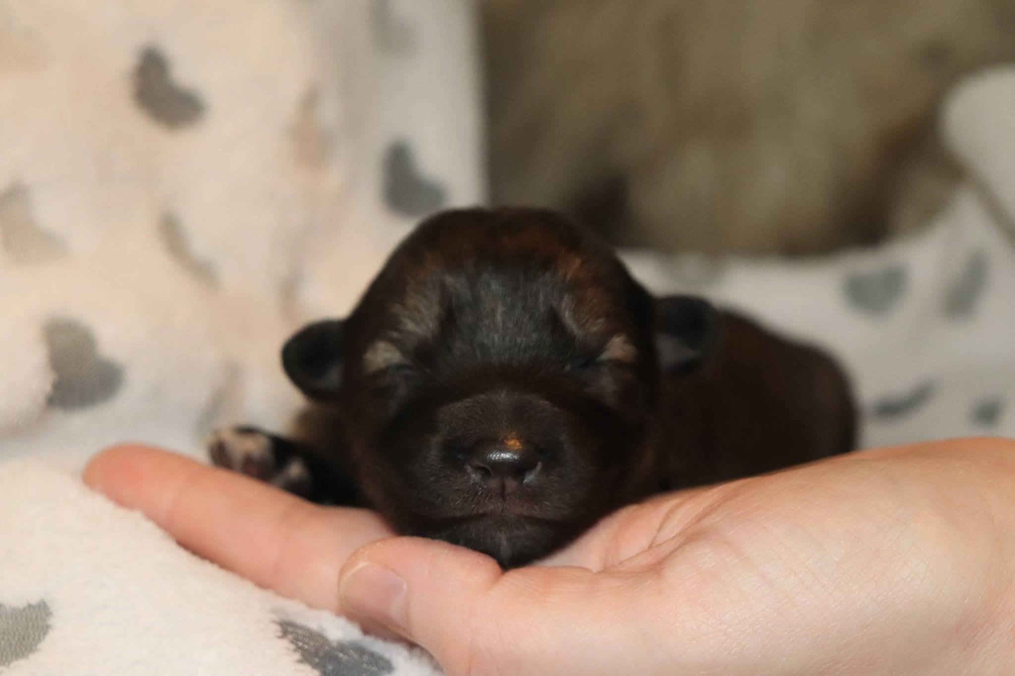 amberbark - 1 week old.jpg