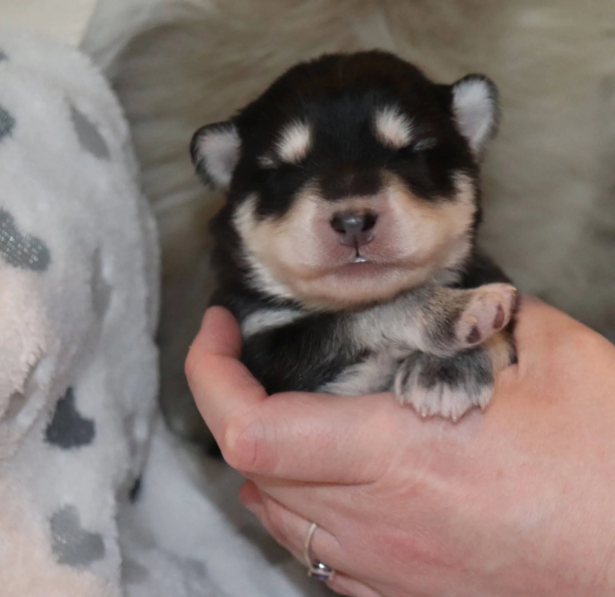 auroraflame - 1 week old.jpg