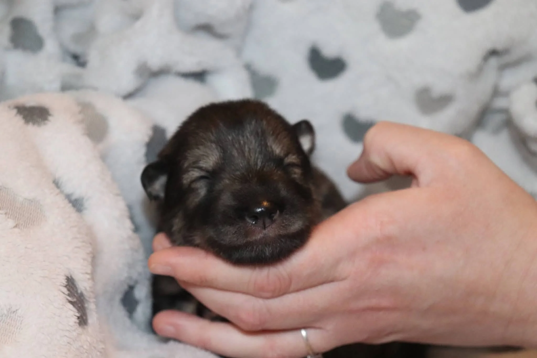 fablewood - 1 week old.jpg