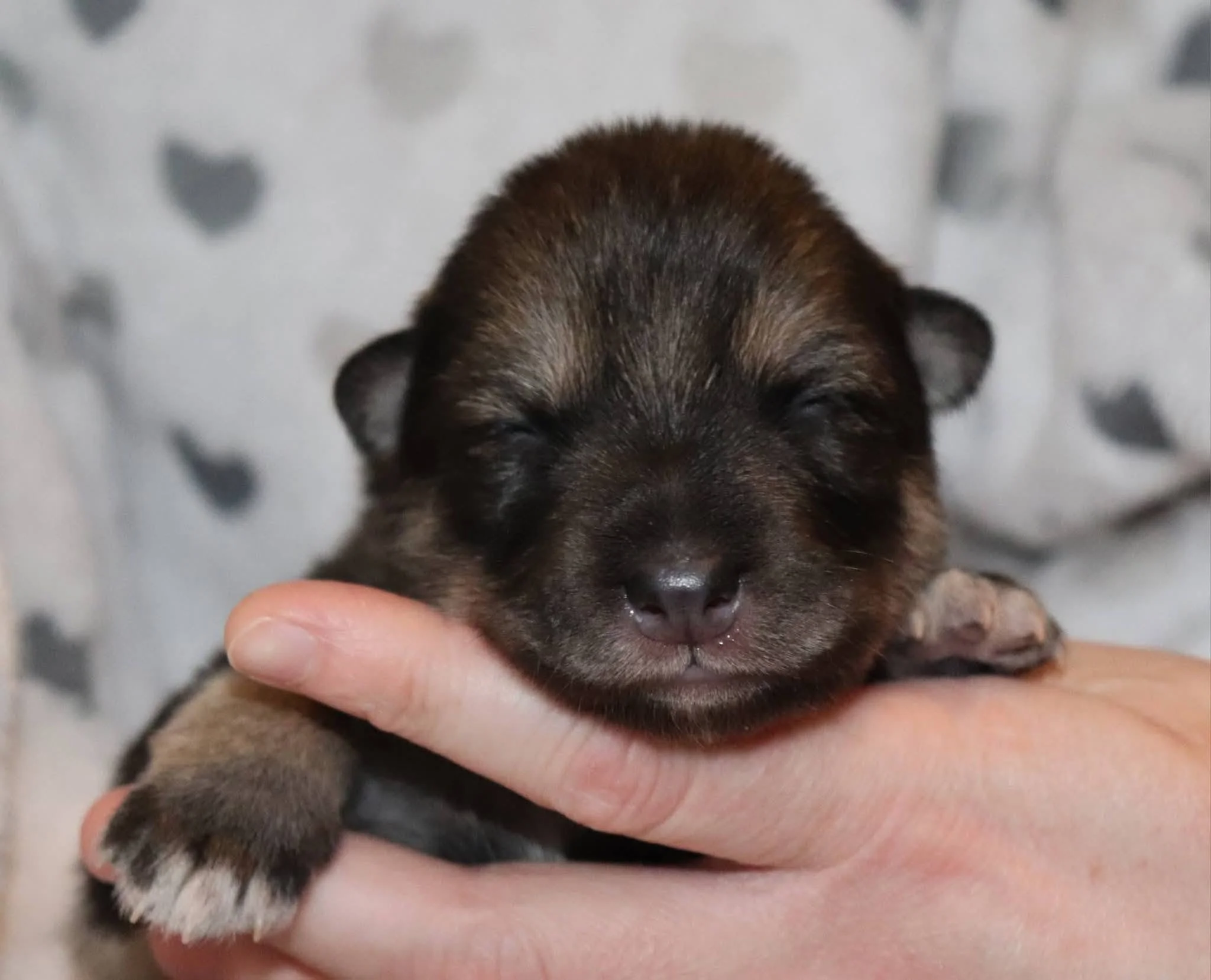 moonshadow grove - 1 week old.jpg