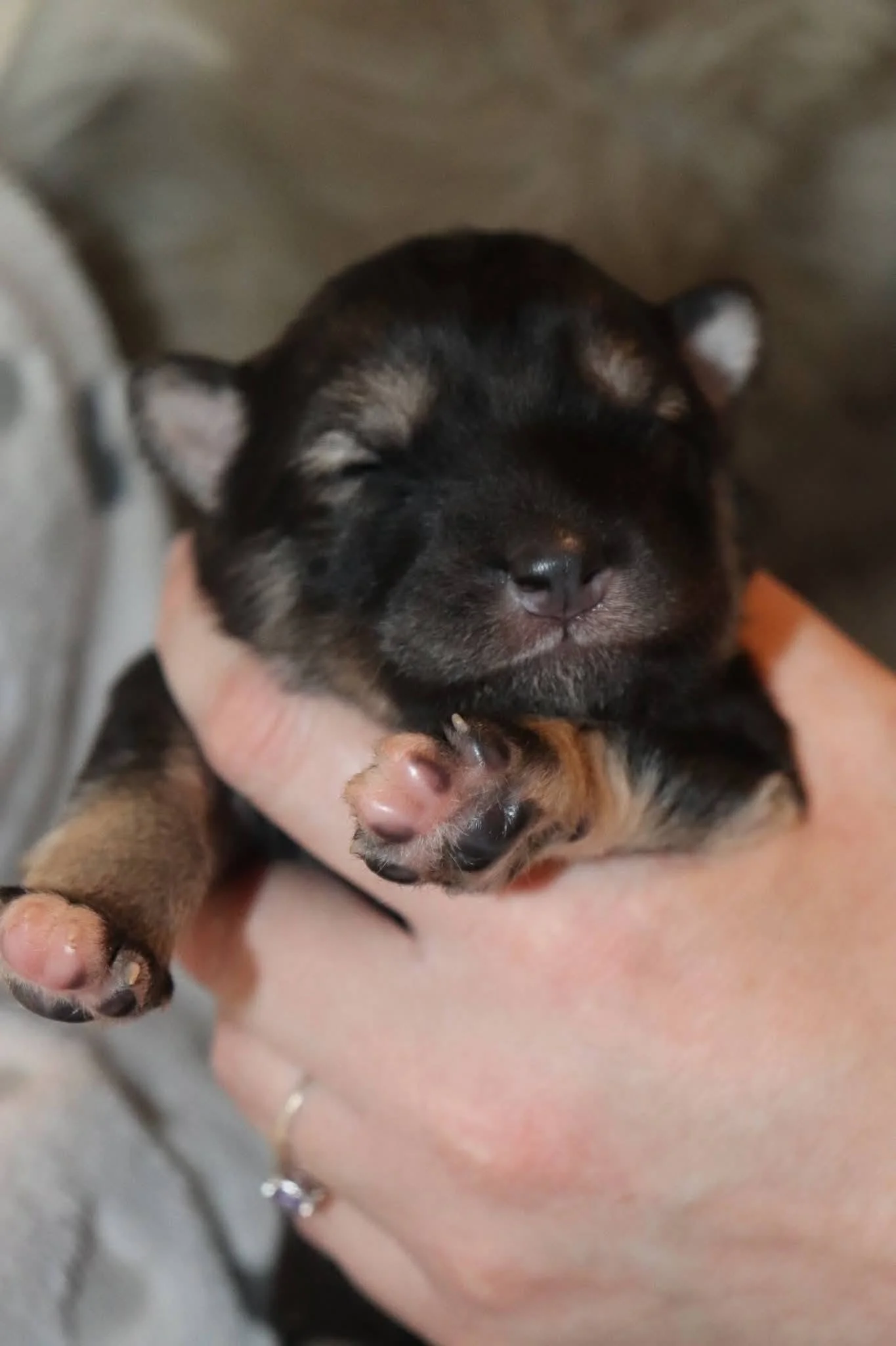 floretta - 1 week old.jpg