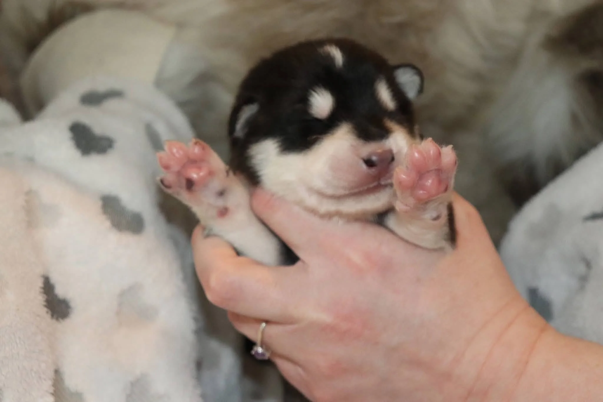 frostleaf - 1 week old.jpg