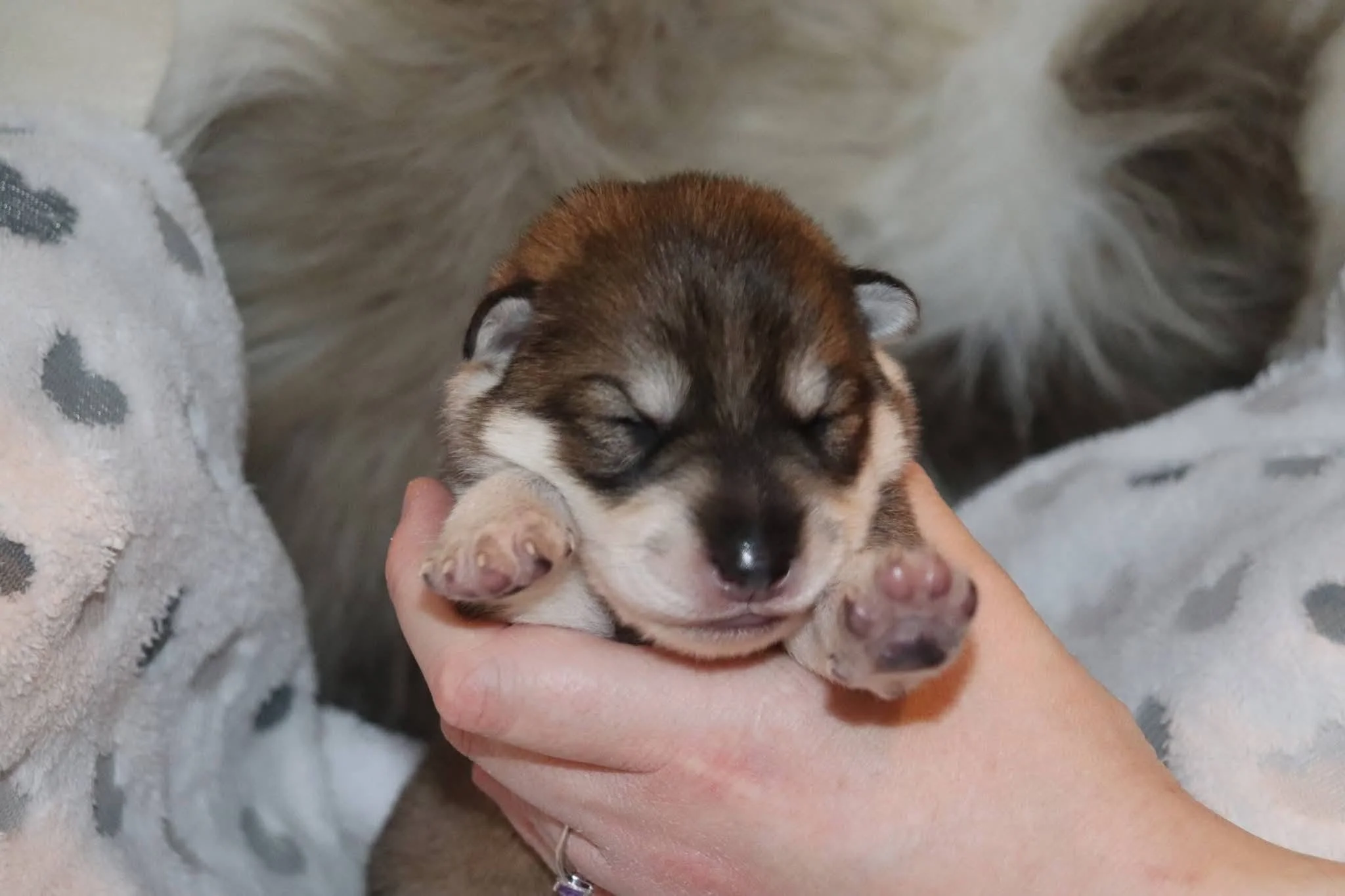 mapleheart - 1 week old.jpg