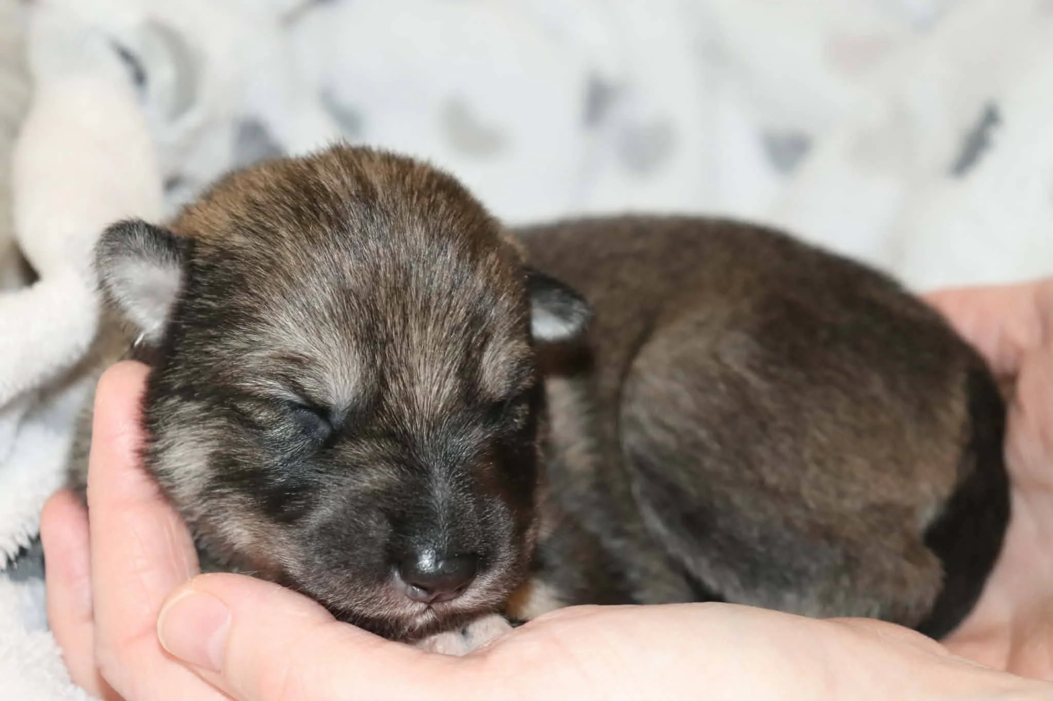 wolfpine - 1 week old.jpg