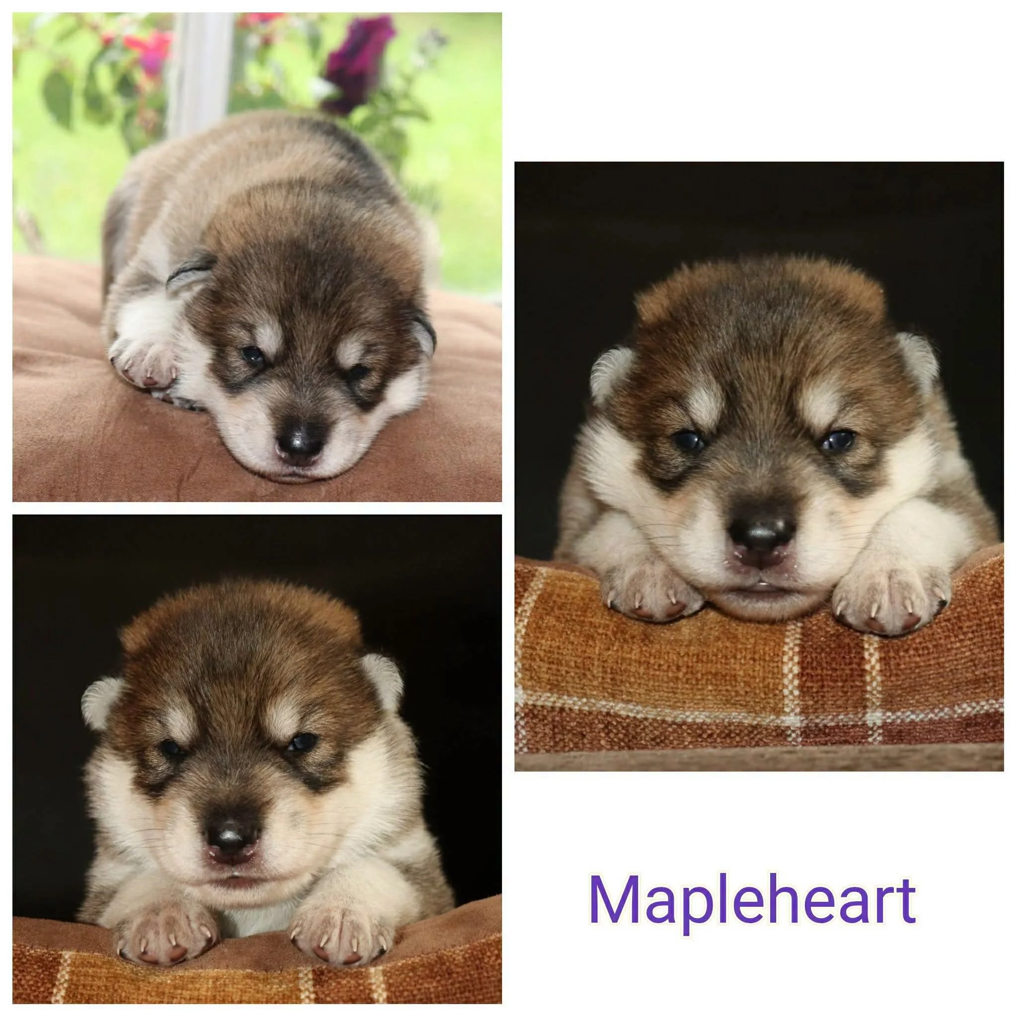 Mapleheart 2 weeks old.jpg
