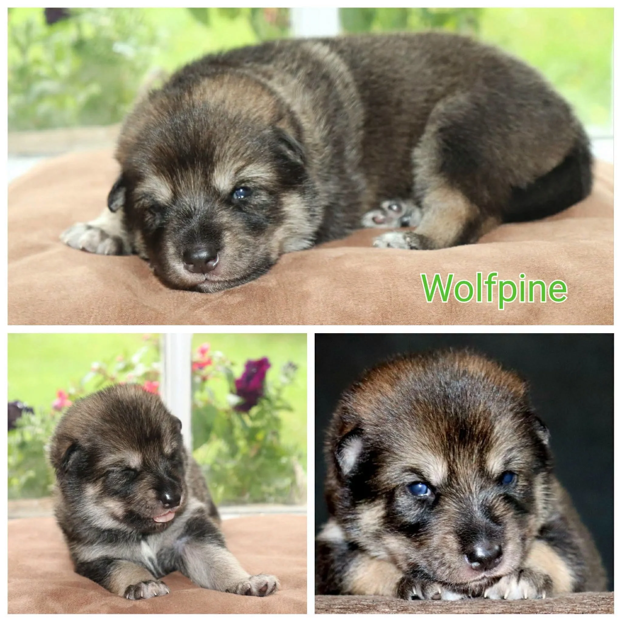 wolfpine - 2 weeks old.jpg