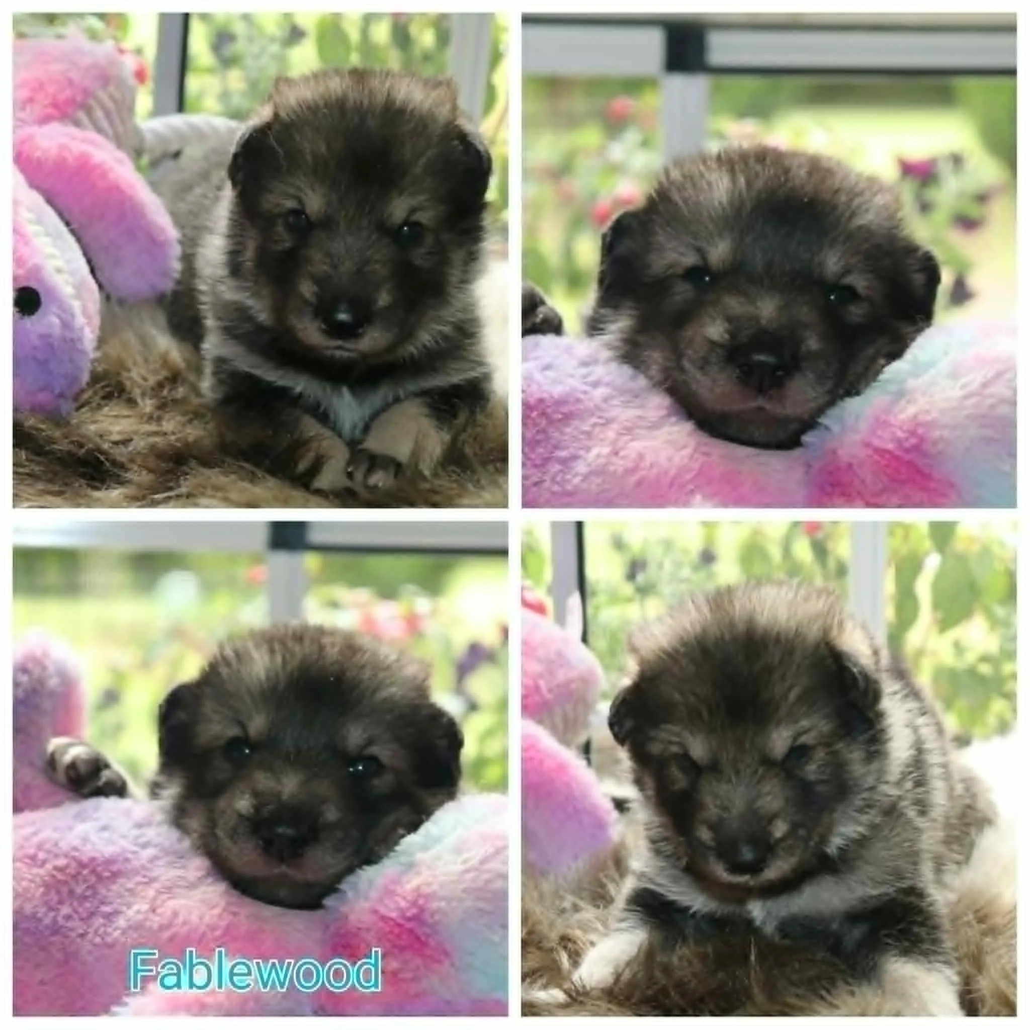 fablewood - nearly 3 weeks old.jpg