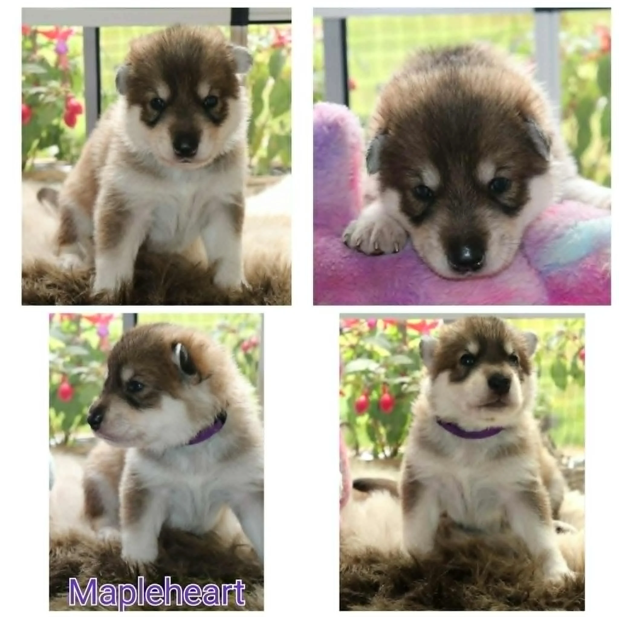 mapleheart - nearly 3 weeks old.jpg
